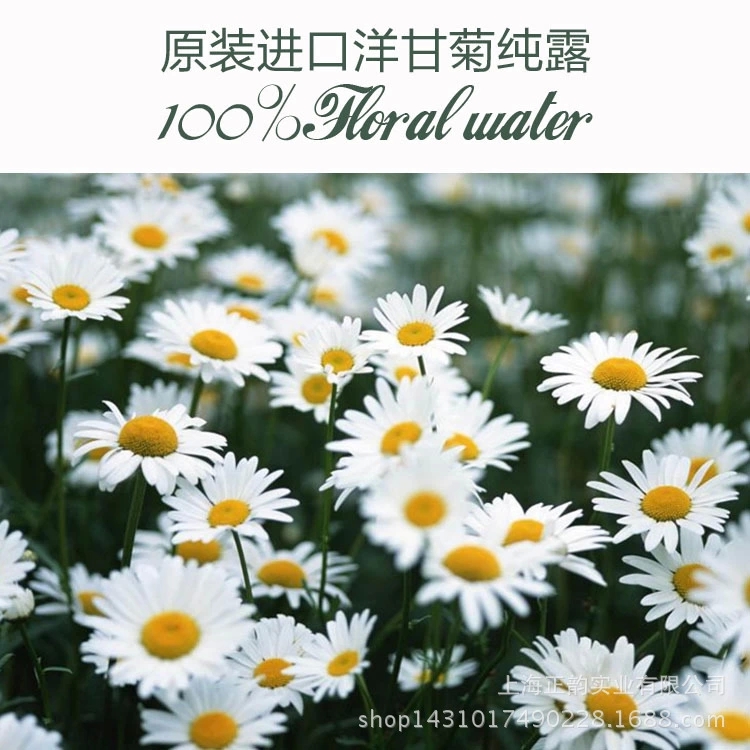 进口洋甘菊纯露