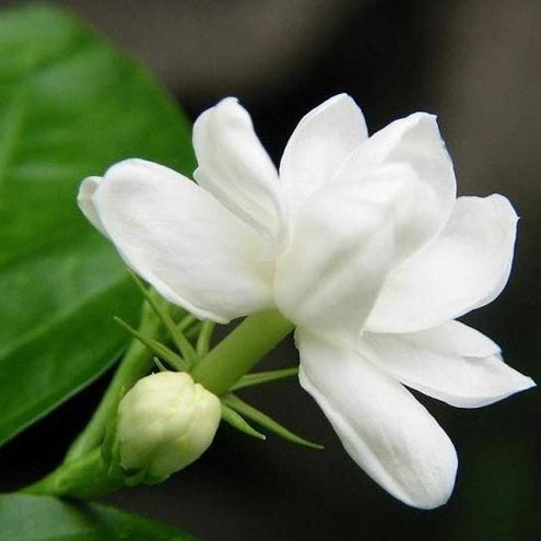 茉莉净油
