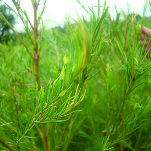 茶树精油