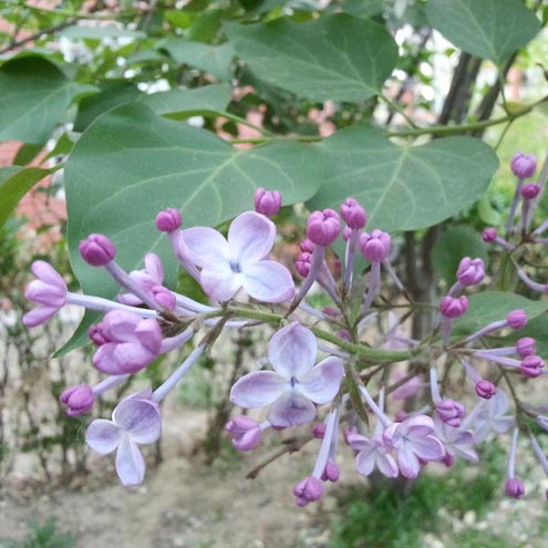 丁香香脂